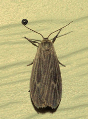 Crambidia uniformis