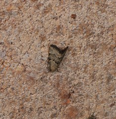 Narangodes