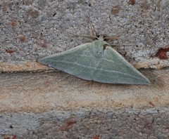 Oenochroma infantilis