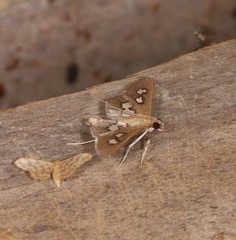 Omiodes odontosticta