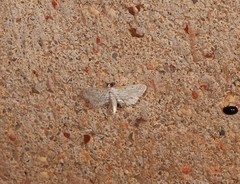 Parapoynx dentizonalis