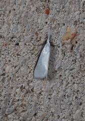 Patissa atricostalis