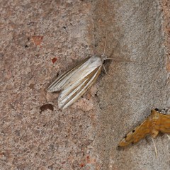 Prionopterina tritosticha