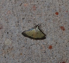 Pseudonoorda metalloma