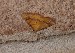 Raparna crocophara