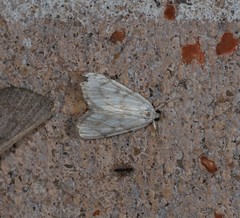 Sericophylla nivalis