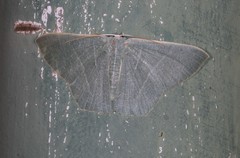 Thalassodes dorsilinea