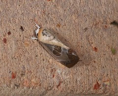 Westermannia gloriosa