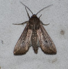 Leucania subpunctata