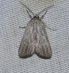 Catabena lineolata