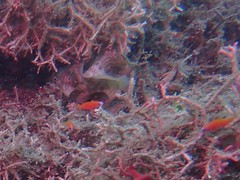 Ostorhinchus apogonoides