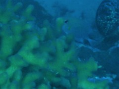 Pycnochromis amboinensis