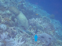 Pycnochromis caudalis