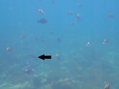 Chromis weberi