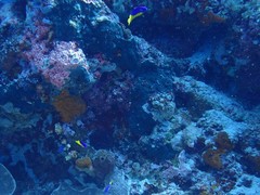 Pomacentrus auriventris