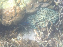 Neoglyphidodon oxyodon