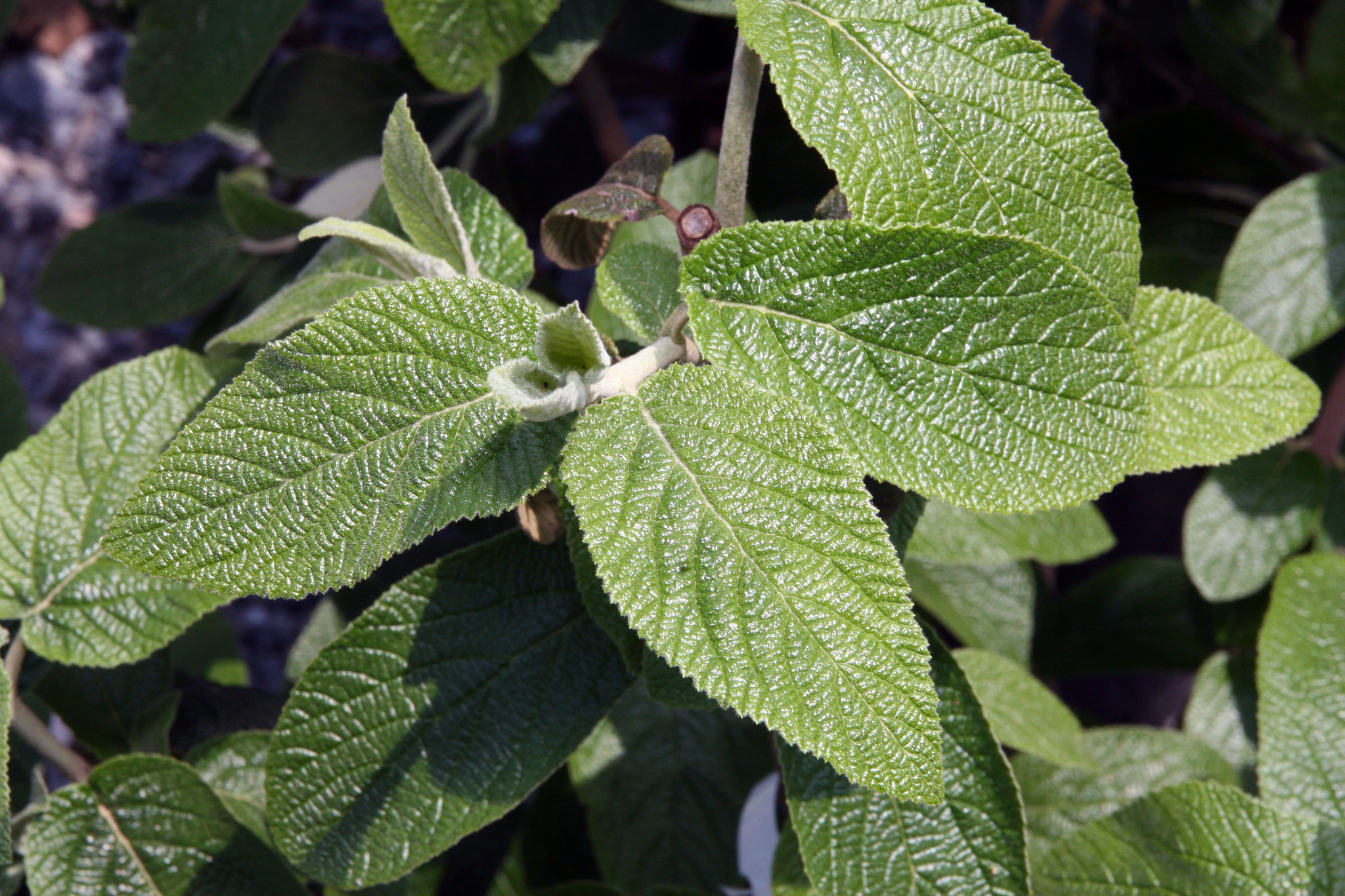 Viburnum X rhytidophylloides