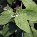Viburnum × rhytidophylloides - Photo (c) 
Photo by David J. Stang, μερικά δικαιώματα διατηρούνται (CC BY-SA)