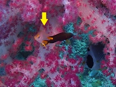 Amblyglyphidodon ternatensis