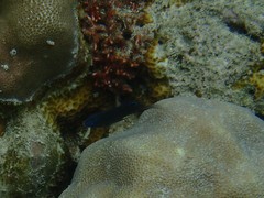 Pomacentrus tripunctatus