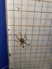 Kukulcania hibernalis