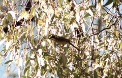 Lichenostomus melanops meltoni