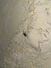 Kukulcania hibernalis