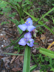 Tradescantia reverchonii