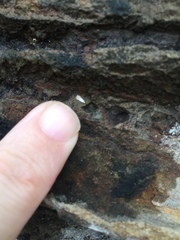 Crypsitricha stereota