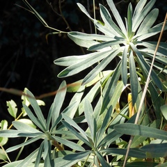 Euphorbia glauca