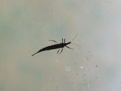 Idolothrips spectrum