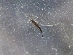 Idolothrips spectrum