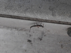 Idolothrips spectrum