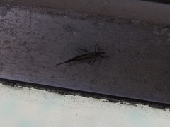 Idolothrips spectrum