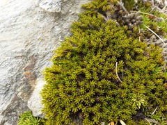 Dracophyllum muscoides