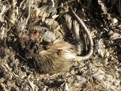 Dipodomys phillipsii