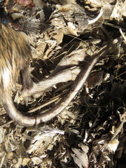 Dipodomys phillipsii