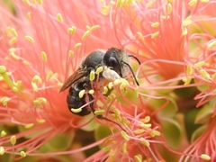 Megachile ferox