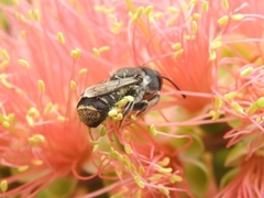 Megachile ferox