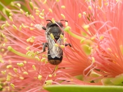 Megachile ferox