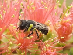 Megachile ferox