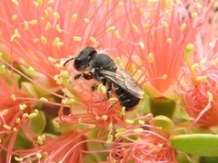 Megachile ferox