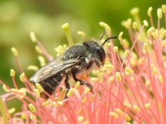 Megachile ferox