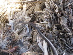 Dipodomys phillipsii