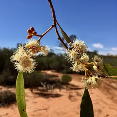 Eucalyptus dumosa