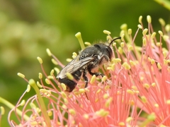 Megachile ferox