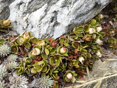Gaultheria nubicola