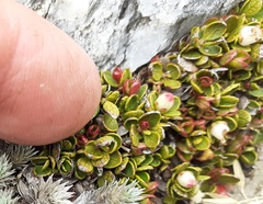 Gaultheria nubicola