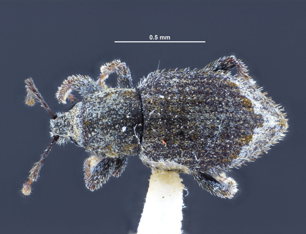 Chalepistes spermophilus