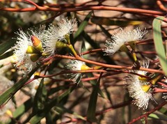 Eucalyptus leptophylla